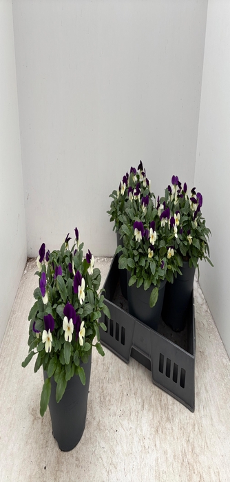 <h4>VIO CO EM PURPL FACE</h4>