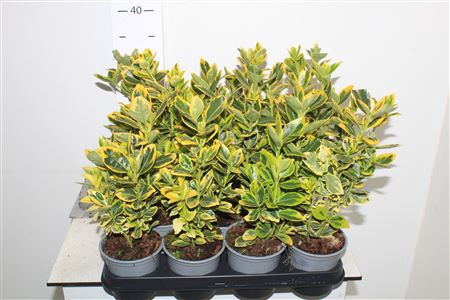 <h4>Euonymus Ja Marieke</h4>