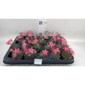 Graptopetalum tacitus