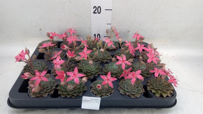 <h4>Graptopetalum tacitus</h4>