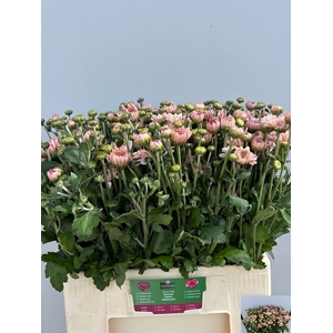 CHR T GOMPIE ROSE