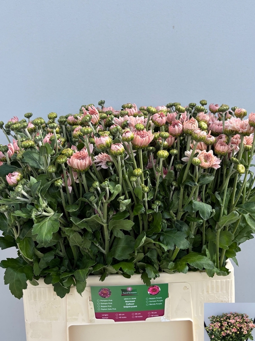 <h4>CHR T GOMPIE ROSE</h4>
