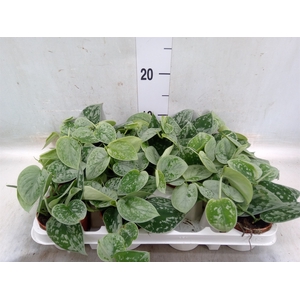 Scindapsus pictus 'Silvery Ann'