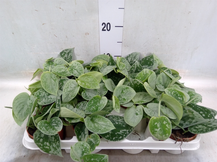 <h4>Scindapsus pictus 'Silvery Ann'</h4>