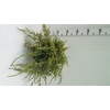 Juniperus squamata Holger