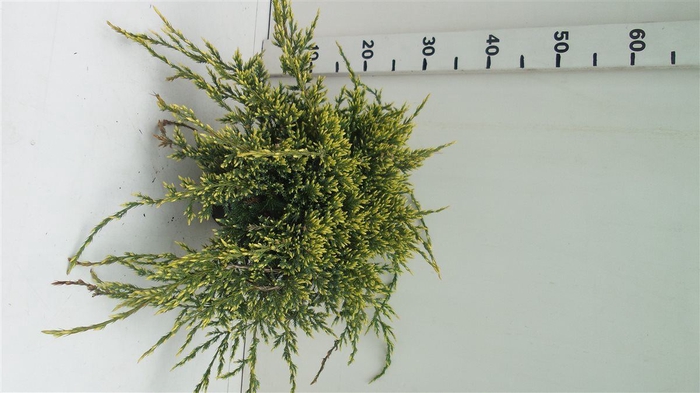 Juniperus squamata Holger