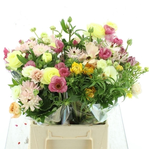 Ranunculus Butterfly Mix Rainbow