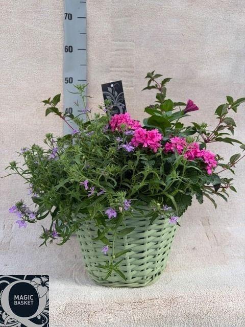 <h4>PERKPL TOEF 5 KL</h4>