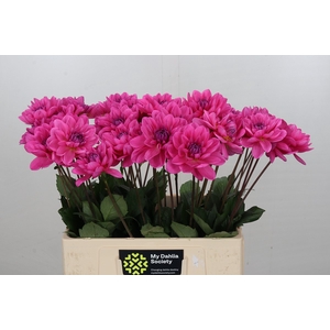 Dahlia Onesta