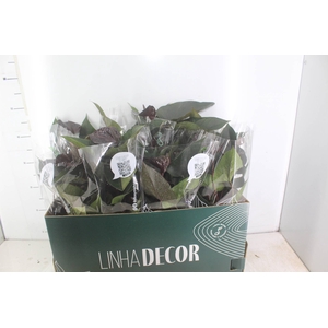ANTHURIUM BEAUTY BLACK P15