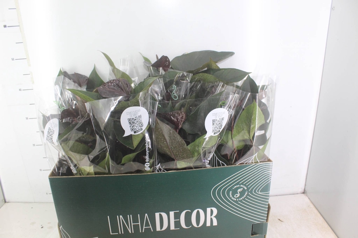 <h4>ANTHURIUM BEAUTY BLACK P15</h4>