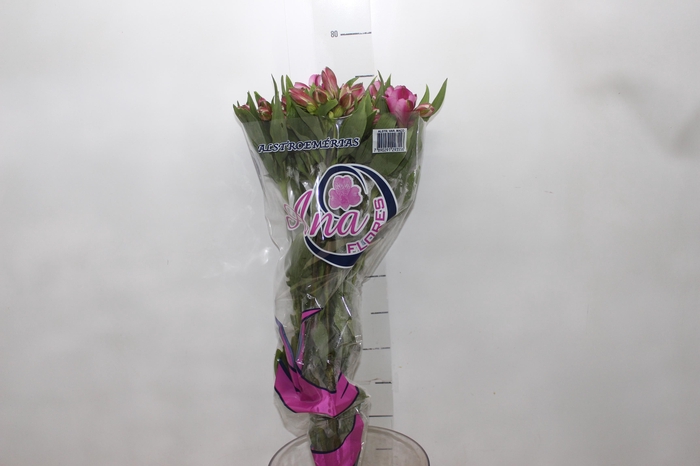 <h4>ALSTROEMERIA STRATUS 080 CM</h4>