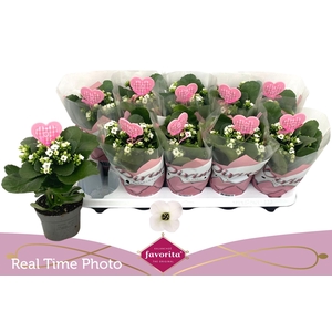 KAL EN ASTERIA WHITE