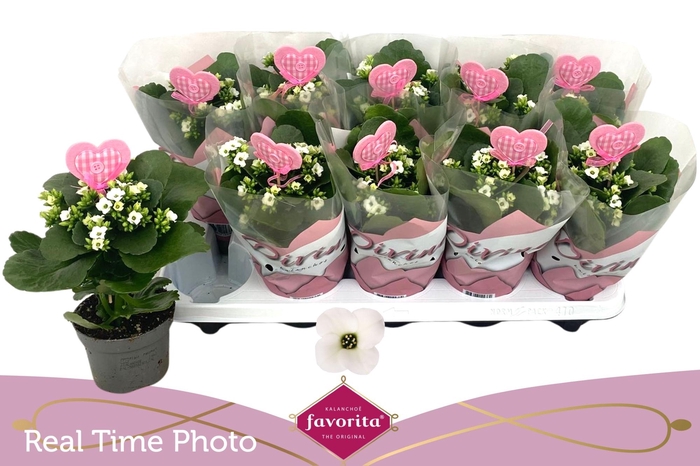 <h4>KAL EN ASTERIA WHITE</h4>