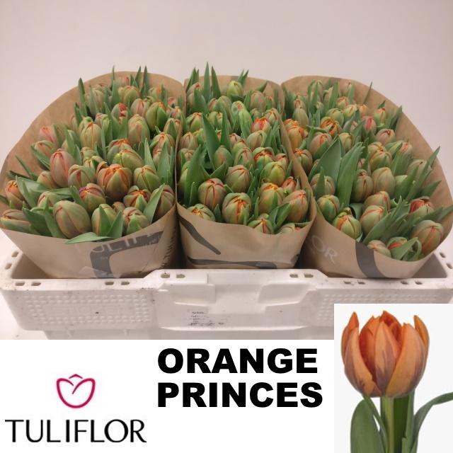 <h4>TU DU ORANGE PRINCES</h4>