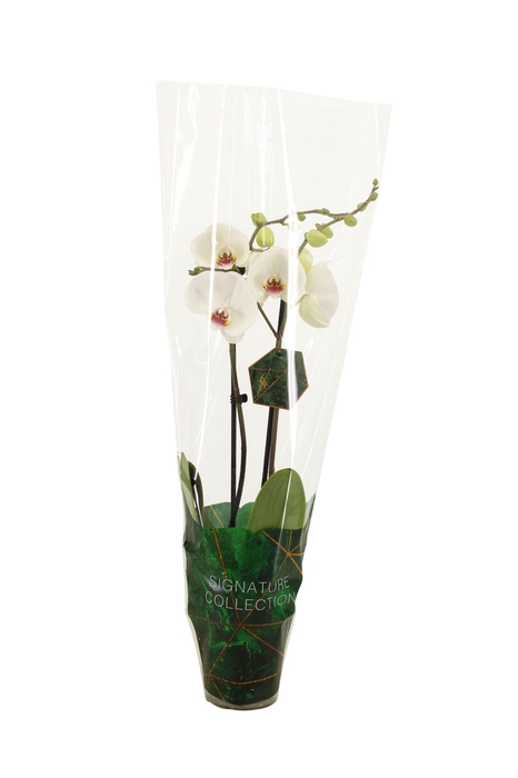 <h4>Signature Phal Polar Bear 2T16+</h4>