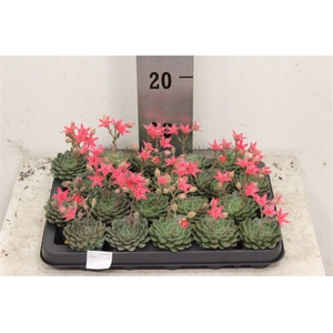 Graptopetalum tacitus