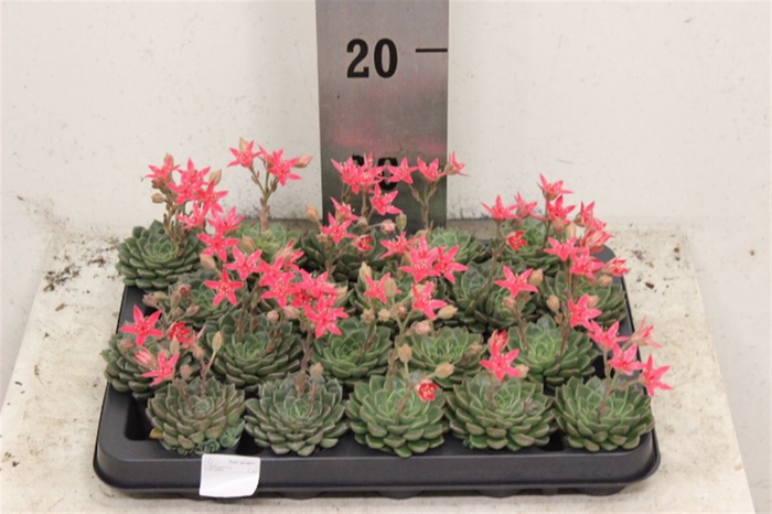 <h4>Graptopetalum tacitus</h4>