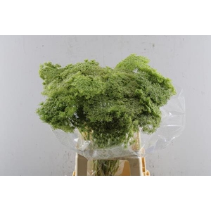 Ammi Visn Green Mist