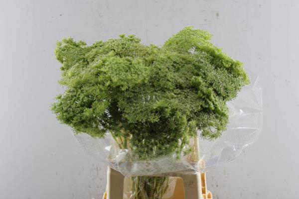 <h4>Ammi Visn Green Mist</h4>