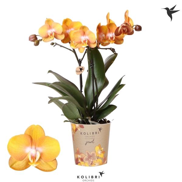 <h4>Phalaenopsis Multifloratypes Anthura Las Vegas</h4>