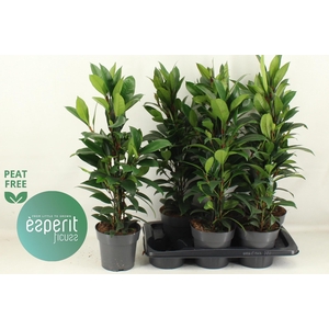 FIC CYAT COMPACTA