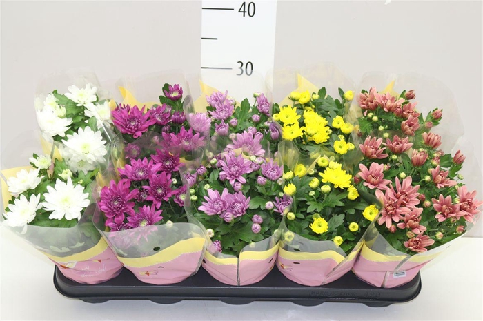 <h4>Spathiphyllum Bingo Cupido 3+</h4>