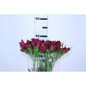 ALSTROEMERIA MARIAN 080 CM VERMELHO