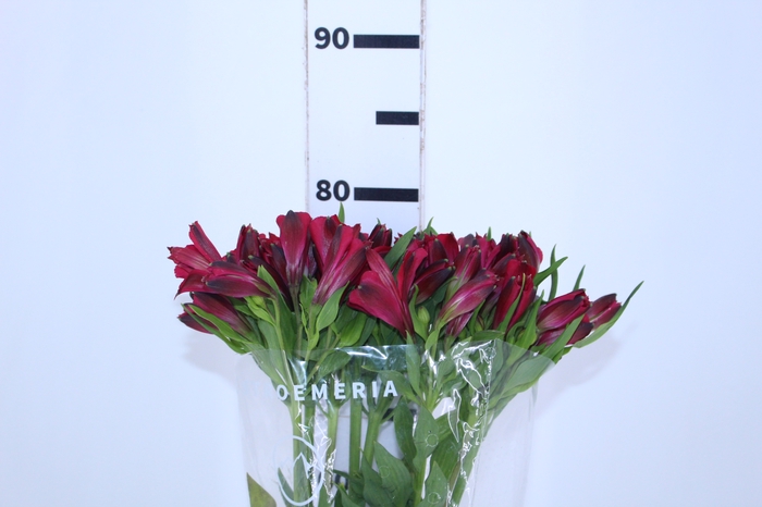 ALSTROEMERIA MARIAN 080 CM VERMELHO