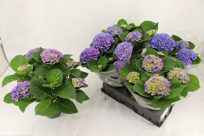 arr8 Hydr M Mag Evolution