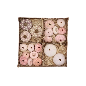 Shells Urchin Mix Nm