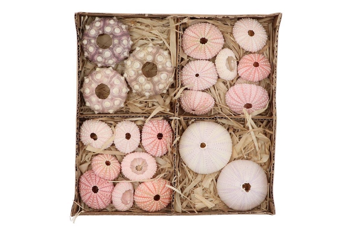 Shells Urchin Mix Nm