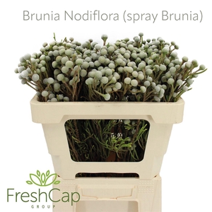 Brunia Nodiflora (spray Brunia)