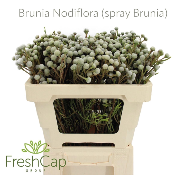 <h4>Brunia Nodiflora (spray Brunia)</h4>