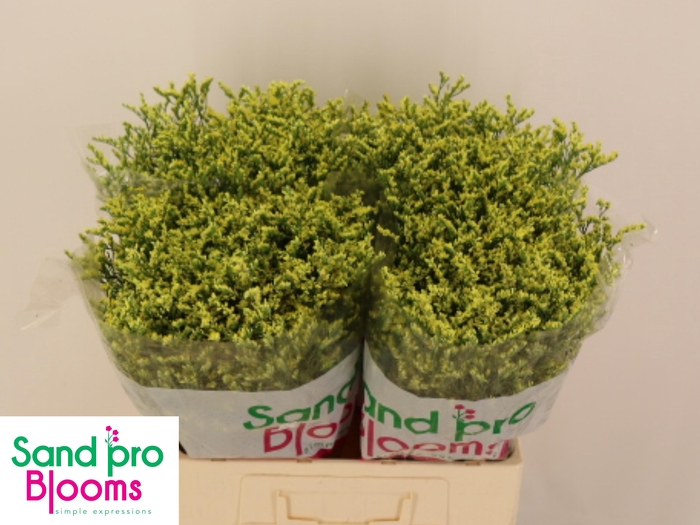 <h4>LIM SIN CHINA SUMMER</h4>