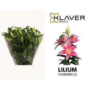 LI OR CANBERRA chambre