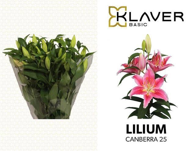 <h4>LI OR CANBERRA chambre</h4>