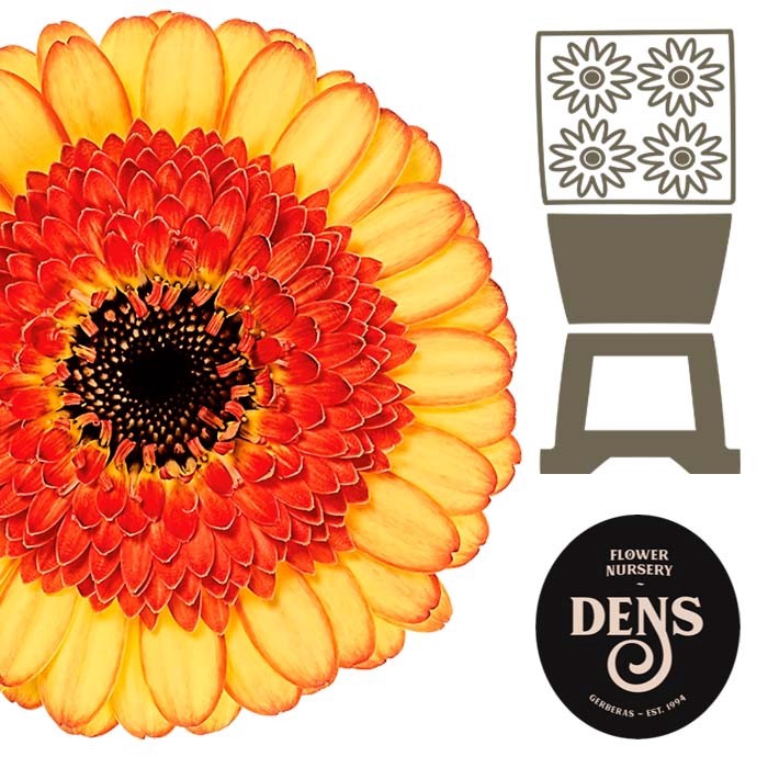 <h4>Germini Decora Diamond</h4>