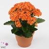 Kalanchoe Rosalina Don Sergio