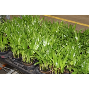 ARECA BAMBU P11