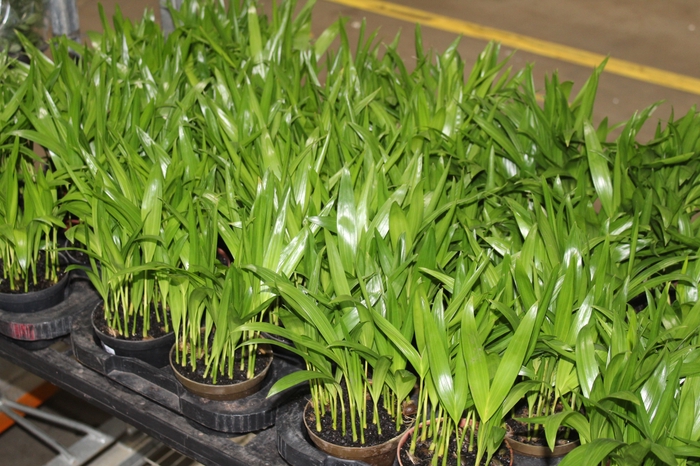 <h4>ARECA BAMBU P11</h4>