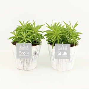 Peperomia Nevada in Wood Wit