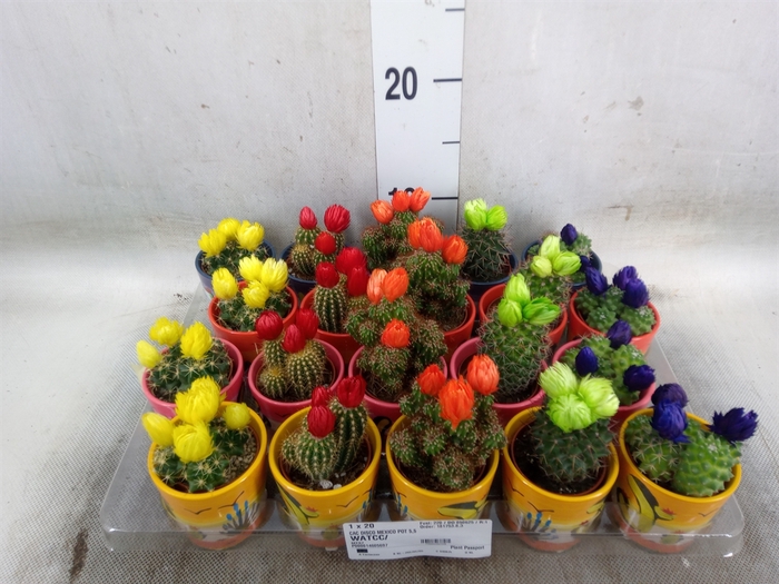 <h4>Cactus   ...decorated</h4>