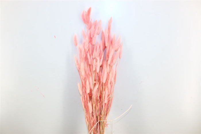 Dried Lagurus Nude Pink Bunch