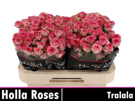 <h4>R Tr Tralala</h4>