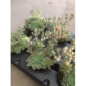 Graptopetalum Altair