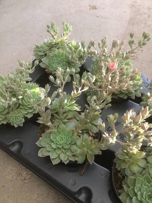 <h4>Graptopetalum Altair</h4>