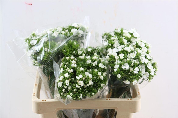 Di Barb Breanthus Hera Wite