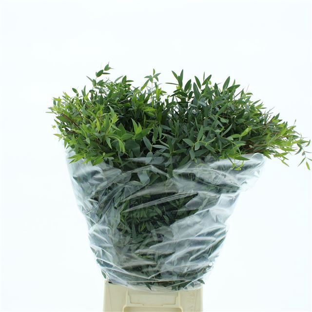 <h4>EUC PARVIFOLIA P BS</h4>