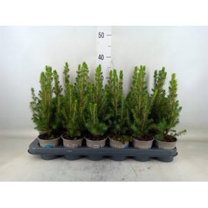 Picea glauca 'Conica'